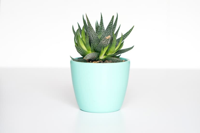 Suculenta Echeveria